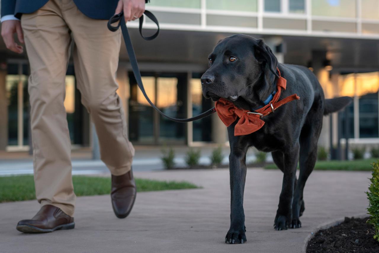 Peppers Silo Hotell Launceston Eksteriør bilde A service dog